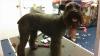 Photo for Blue Angel Pet Salon and Boarding 3