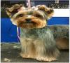 Photo for Blue Angel Pet Salon and Boarding 2