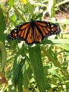 Photo for GALLERY NIGHT: ANNE HAMMES BUTTERFLY STUDIES