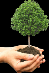 Photo for Long Island Tree Care