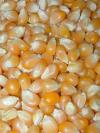 Photo for China Corn Seed Industry Growth, Market Consumption Value and Revenue 2015-2020