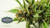 Photo for Silver Stem Fine Cannabis   Denver