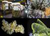 Photo for Fox Street Wellness Denver Dispensary