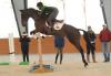 Photo for Recognized Horse Trials - October 1&2, 2016