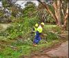 Photo for Spring Hill Tree Specialists