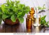 Photo for Global Menthol Market Emerging Opportunities and Forecast to 2020