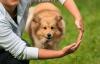 Photo for Las Vegas Dog Trainers