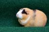 Photo for Guinea Pigs- Amazingly Cute Pets to Adopt.