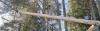 Photo for Your Local Santa Rosa Tree Service