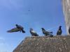 Photo for Pigeon Dropping Removal - Act Now