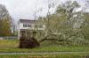 Photo for Tree Removal Long Island