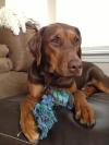 Photo for Memphis Dog Trainers
