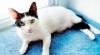 Photo for Information About Cats