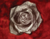 Photo for BlackRose Advisors
