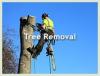 Photo for Aesthetic Tree Service