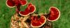 Photo for El Ganoderma