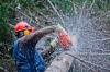 Photo for Goshen Tree Care