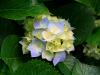 Photo for Mecox Gardens