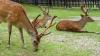 Photo for Animal Feed Additives Market -by Ruminants Type (Cattle, Buffalo, Others (Sheep, Goat, Deer)