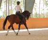 Photo for Dressage 