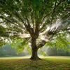 Photo for Tree Services of Omaha