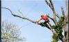 Photo for Tree Services Annapolis