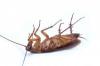Photo for Creepy Critters Pest Control Services, Inc.