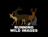 Photo for Running Wild Images
