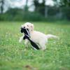 Photo for Kareaway Kennels