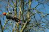 Photo for Fishers Dependable Tree Care