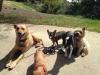 Photo for Dog Walker Woof Woof