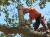 Photo for Tree Cutting Service