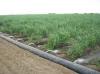 Photo for Demand for Efficient Agriculture to Drive Micro Irrigation Systems Market