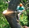 Photo for Best Tree Service Memphis