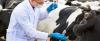 Photo for Global Animal Healthcare Market Analysis and Forecast, 2014 – 2020