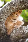 Photo for Lion Sighting in Wisconsin