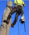 Photo for Tree Care Plano