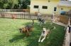 Photo for Doggie Dude Ranch