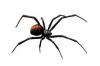Photo for Spider Pest Control