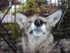 Photo for Raccoon Removal Toronto