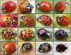 Photo for Lady Bug Pest Control
