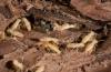 Photo for Home Pest Inspection