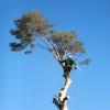 Photo for Cut It Right Tree Service