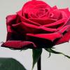 Photo for Flowers from Mexico: Wholesale Flower Suppliers in USA