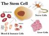 Photo for Global Stem Cells Market is Forecast to Reach a Market Value of US$297 billion by 2022