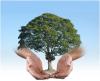 Photo for Encinitas's Expert Tree Arborists