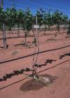 Photo for MENA Agriculture Sector Continues to Show Heavy Demand from Drip Irrigation Systems Market