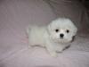 Photo for Adorable smart teacup Maltese puppies