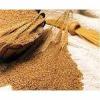 Photo for Research on Global Defatted Wheat Germ Powder Market 2016 Industry Analysis, Research & Forecast 2022