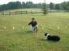 Photo for Electric Dog Fences